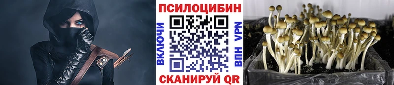 Псилоцибиновые грибы Psilocybine cubensis  Йошкар-Ола 